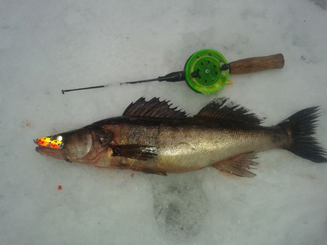 Tintti-Uistimen galleria