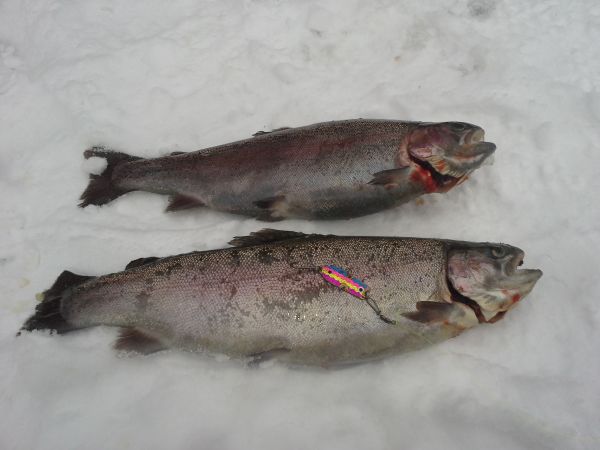 Tintti-Uistimen galleria