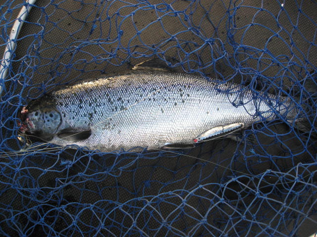 Tintti-Uistimen galleria