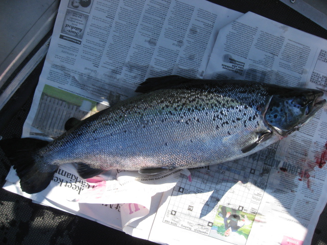 Tintti-Uistimen galleria