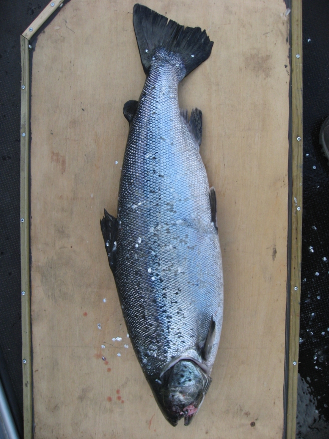 Tintti-Uistimen galleria