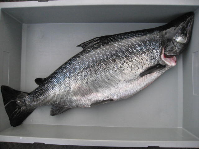 Tintti-Uistimen galleria