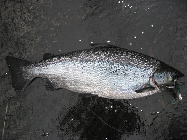 Tintti-Uistimen galleria