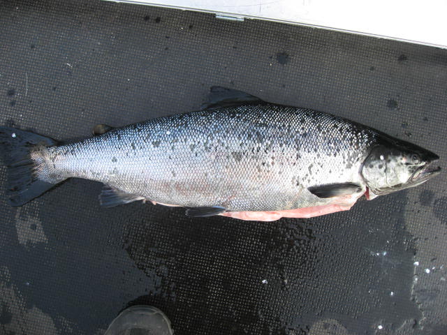 Tintti-Uistimen galleria