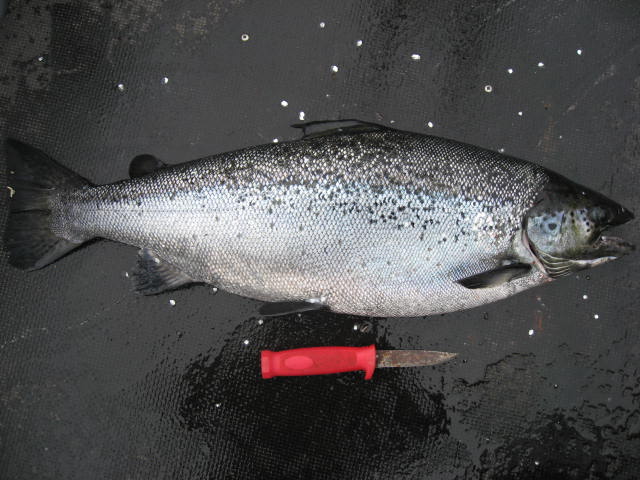 Tintti-Uistimen galleria