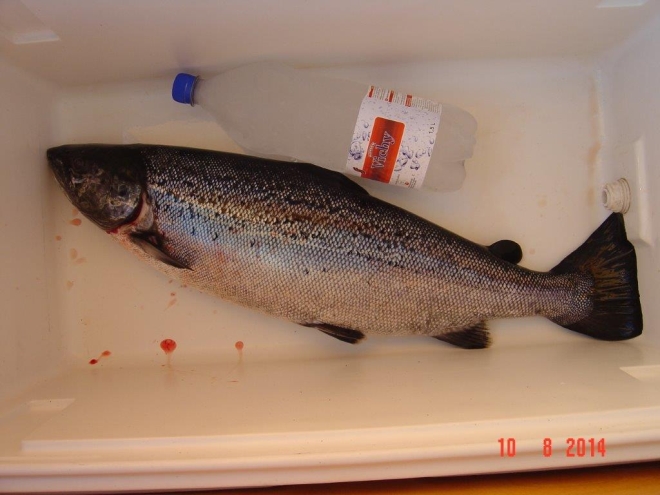 Tintti-Uistimen galleria