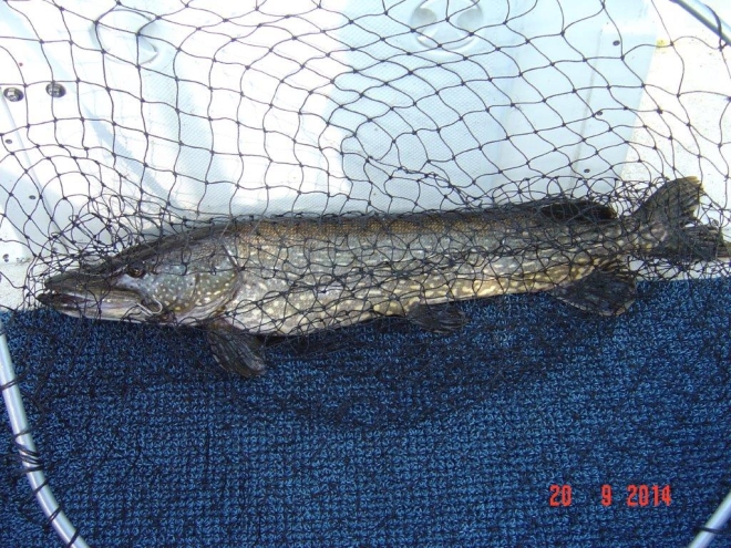 Tintti-Uistimen galleria