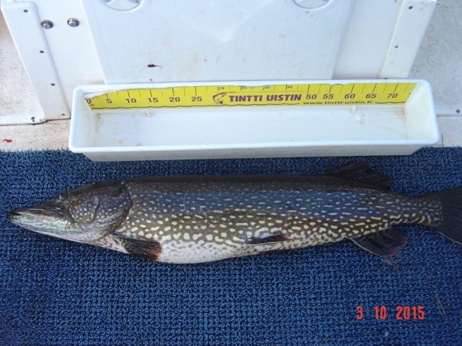 Tintti-Uistimen galleria