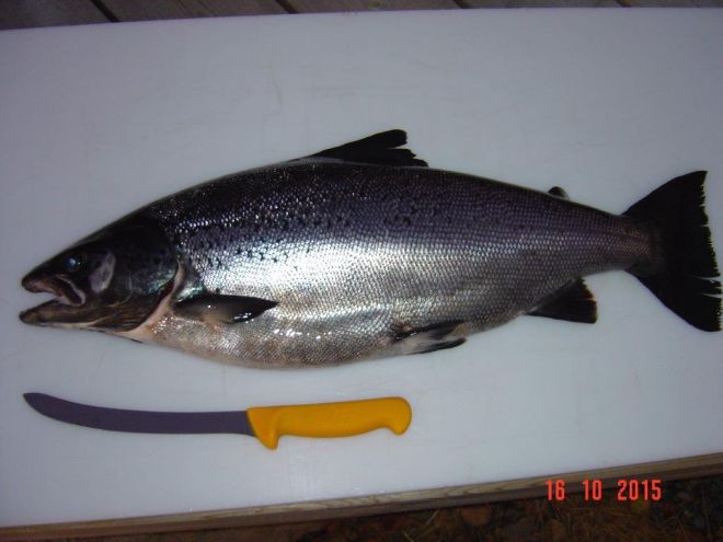 Tintti-Uistimen galleria