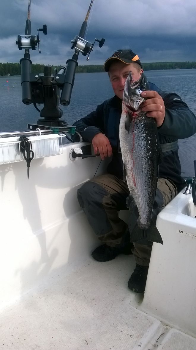 Tintti-Uistimen galleria