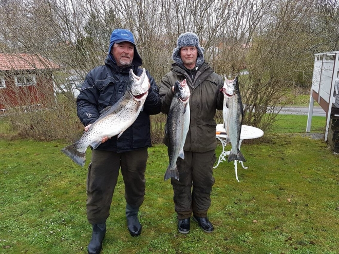 Tintti-Uistimen galleria