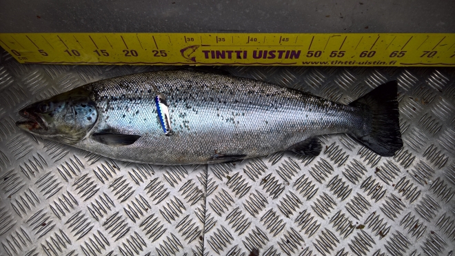 Tintti-Uistimen galleria