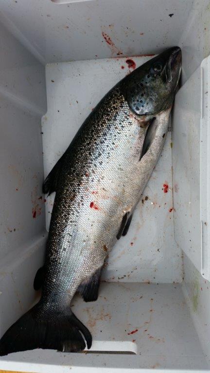 Tintti-Uistimen galleria