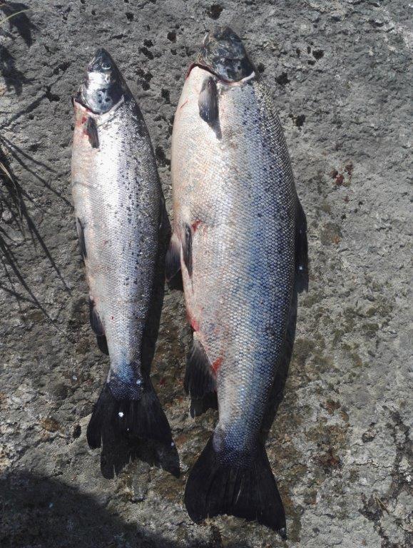 Tintti-Uistimen galleria