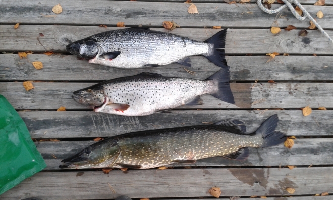 Tintti-Uistimen galleria