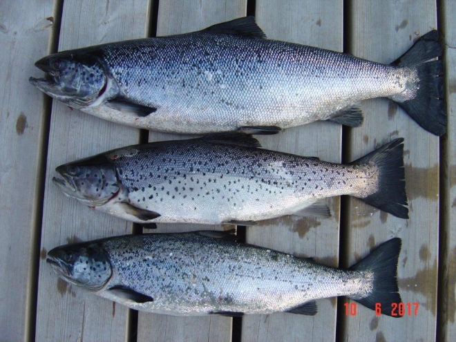 Tintti-Uistimen galleria