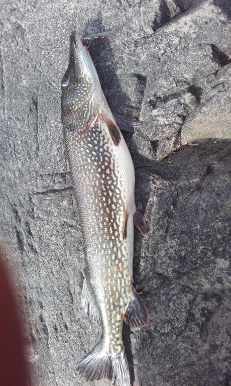 Tintti-Uistimen galleria