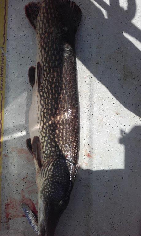 Tintti-Uistimen galleria