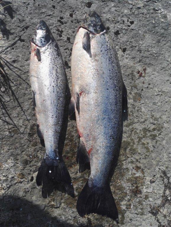 Tintti-Uistimen galleria