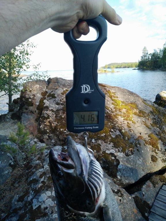 Tintti-Uistimen galleria