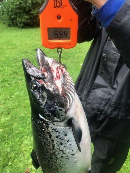 Tintti-Uistimen galleria