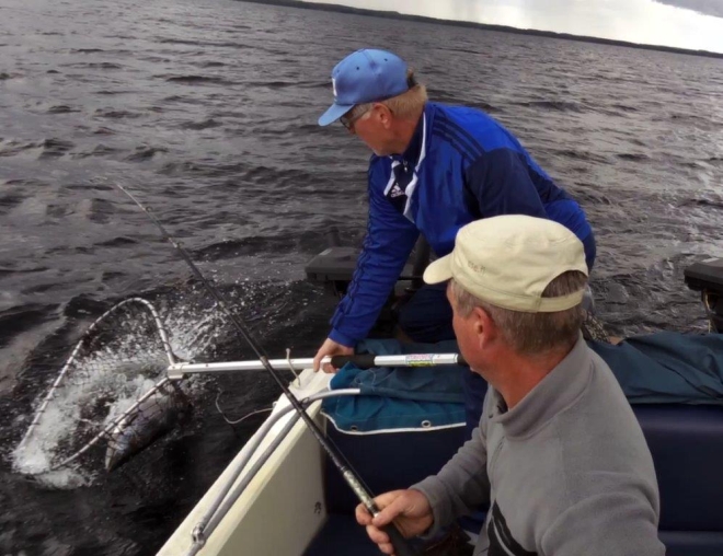 Tintti-Uistimen galleria