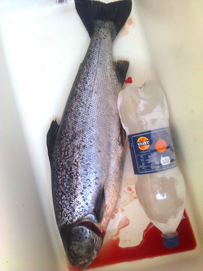 Tintti-Uistimen galleria