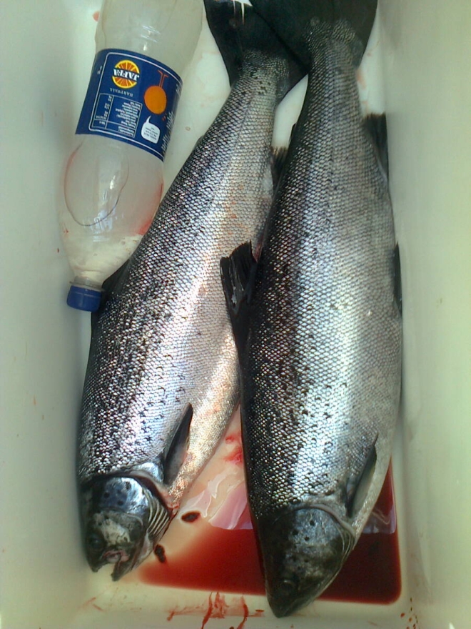 Tintti-Uistimen galleria