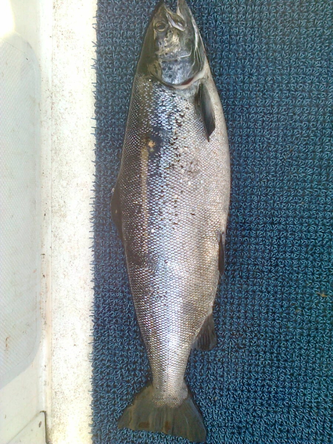 Tintti-Uistimen galleria