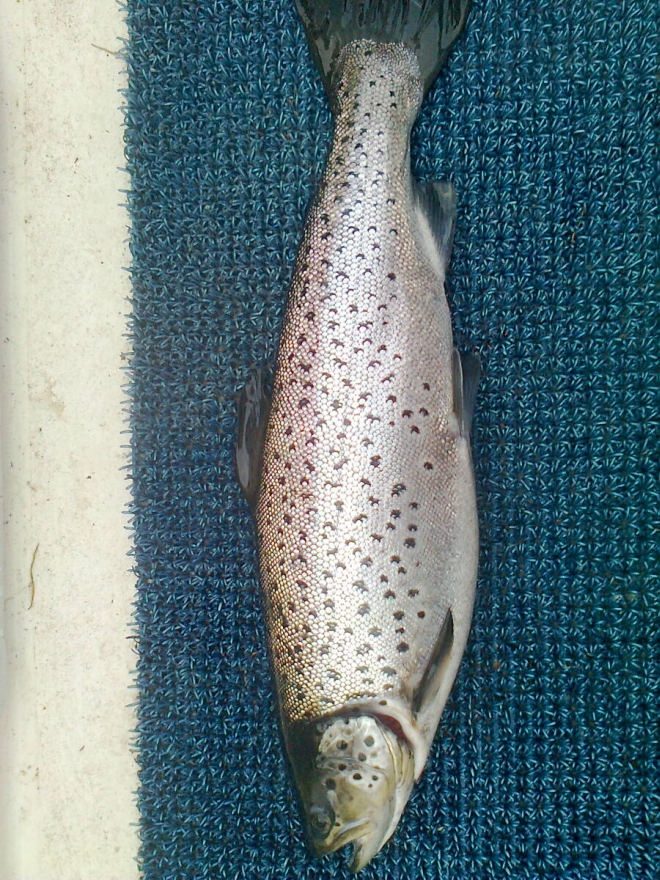 Tintti-Uistimen galleria