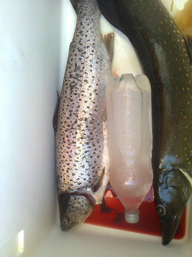 Tintti-Uistimen galleria