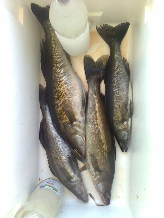 Tintti-Uistimen galleria