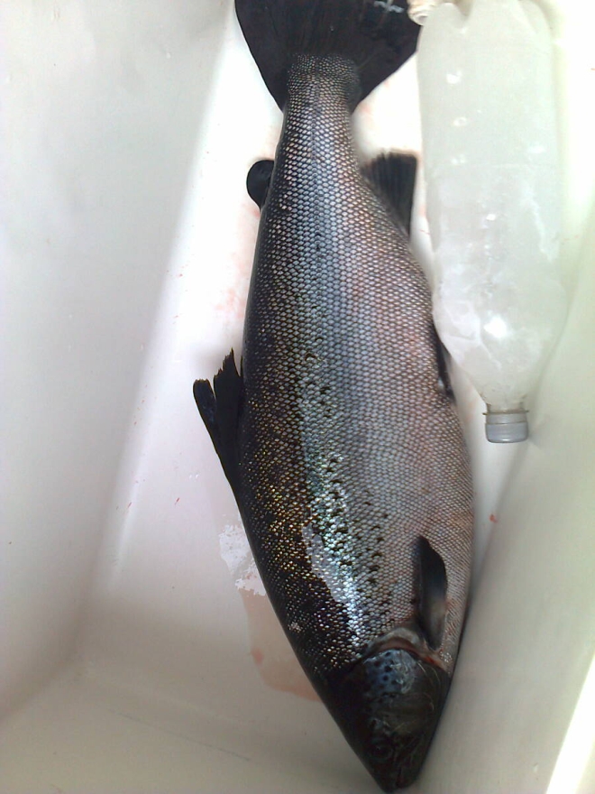 Tintti-Uistimen galleria