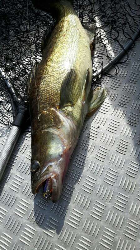 Tintti-Uistimen galleria