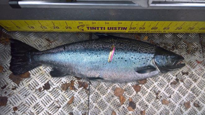 Tintti-Uistimen galleria