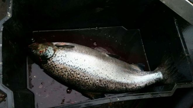 Tintti-Uistimen galleria