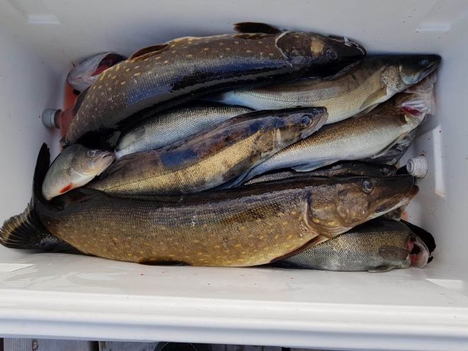 Tintti-Uistimen galleria