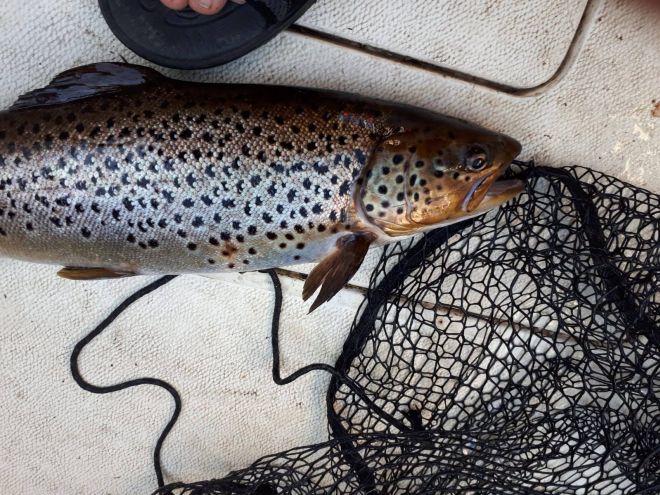 Tintti-Uistimen galleria