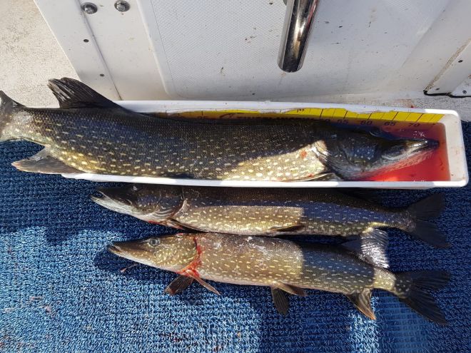 Tintti-Uistimen galleria