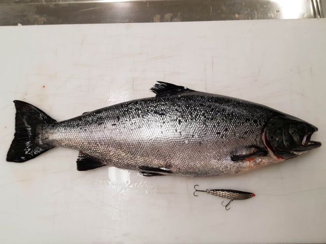 Tintti-Uistimen galleria