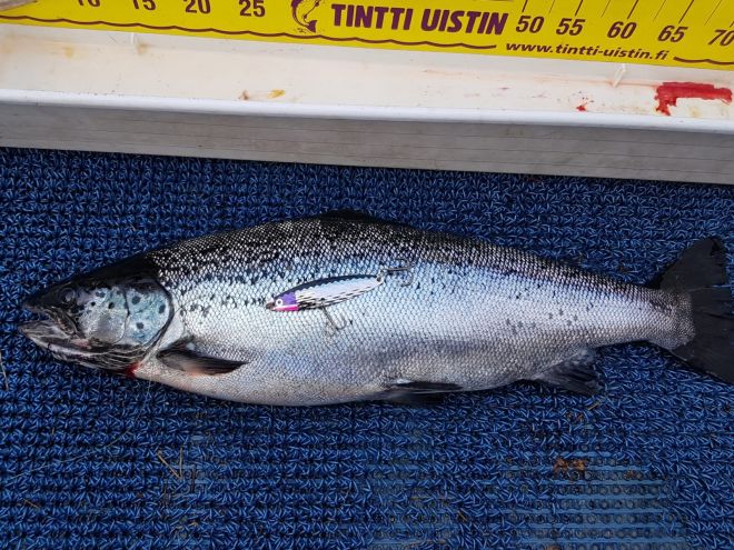 Tintti-Uistimen galleria