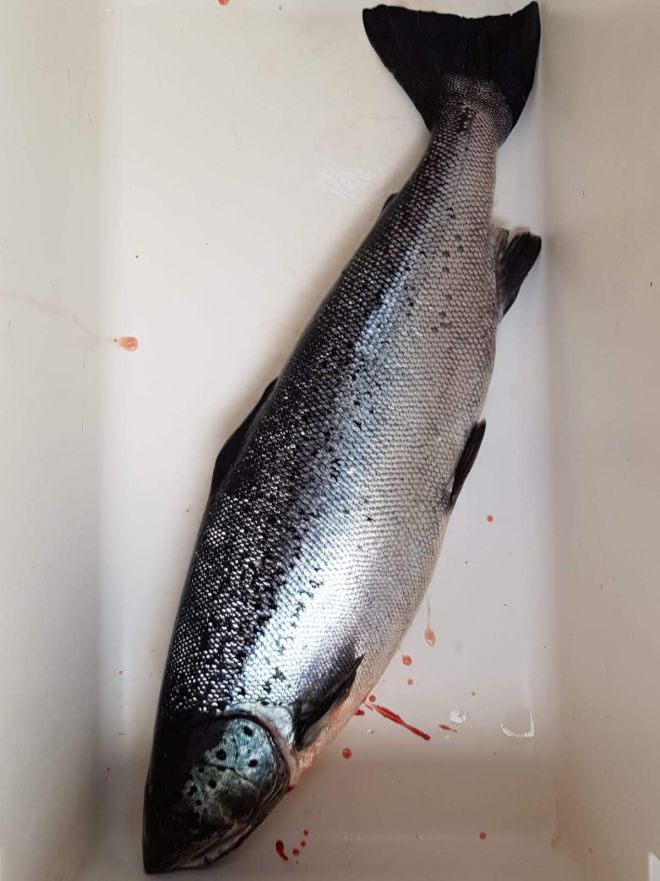 Tintti-Uistimen galleria