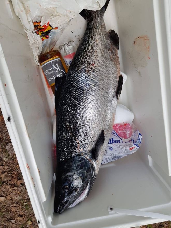 Tintti-Uistimen galleria