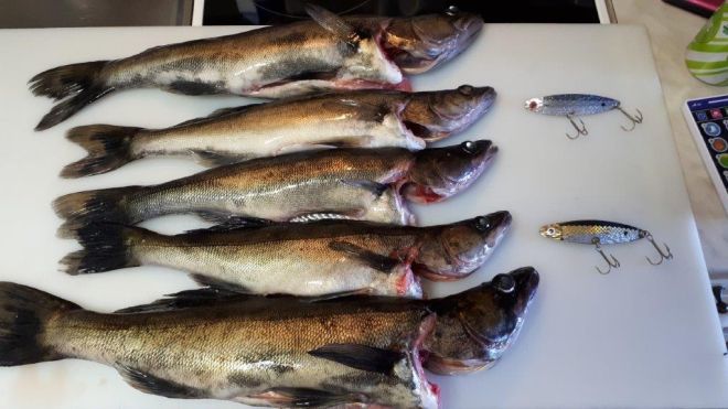 Tintti-Uistimen galleria