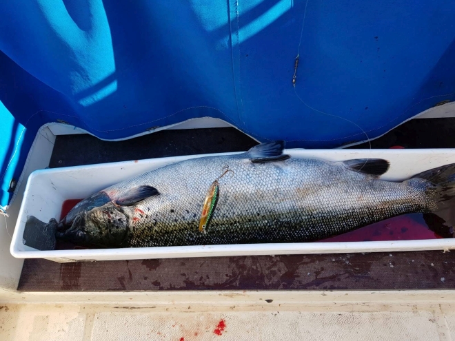 Tintti-Uistimen galleria