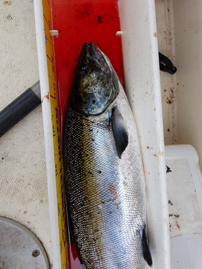 Tintti-Uistimen galleria