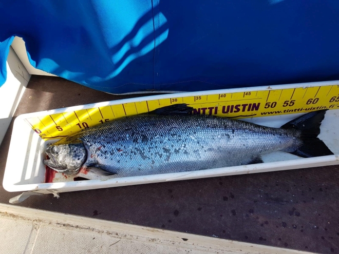 Tintti-Uistimen galleria