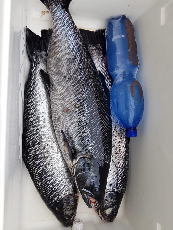 Tintti-Uistimen galleria