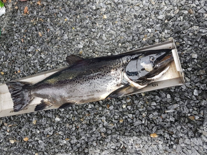 Tintti-Uistimen galleria