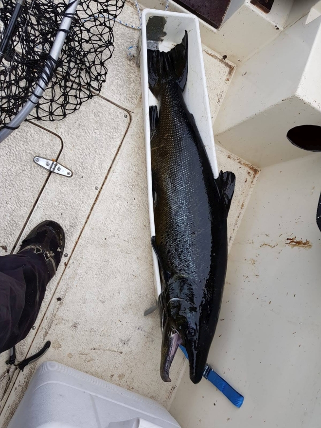 Tintti-Uistimen galleria